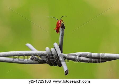 Stock Image - Red Headed Cardinal Beetle Pyrochroa serraticornis, Worcestershire, England, Europe. Fotosearch