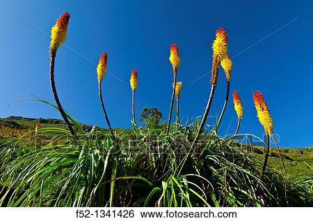 RED HOT POKER Kniphofia Uvaria, Simien Mountains National Park, Ethiopia, Africa. View Large Photo Image Stock Photograph - RED HOT POKER Kniphofia Uvaria, Simien Mountains National Park, Ethiopia, Africa.. Fotosearch