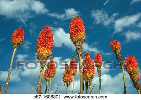 Stock Image - Red Hot Pokers Kniphofia inearifolia. Fotosearch
