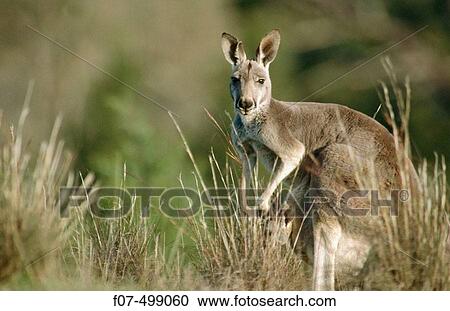 Stock Image - Red Kangaroo (Macropus rufus). South Australia. Fotosearch