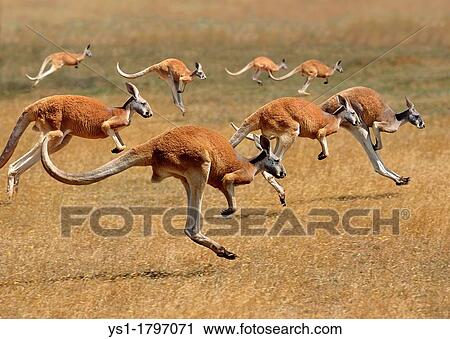 Red Kangaroo, macropus rufus, Australia, Group running View Large Photo Image Stock Image - Red Kangaroo, macropus rufus, Australia, Group running. Fotosearch