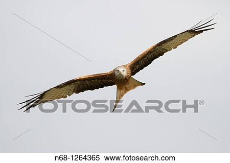 Red Kite Milvus Milvus flying, Lleida, Spain View Large Photo Image Stock Photography - Red Kite Milvus Milvus flying, Lleida, Spain. Fotosearch