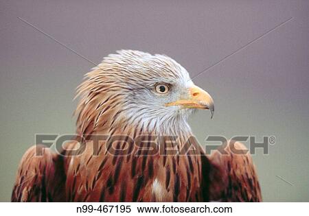 Red kite (Milvus milvus) portrait. Nationalpark Kellerwald-Edersee. Hesse. Germany. View Large Photo Image Stock Photography - Red kite (Milvus milvus) portrait. Nationalpark Kellerwald-Edersee. Hesse. Germany.. Fotosearch