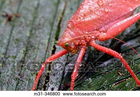 Stock Image - Red leaf insect (fam. Phylliidae). Soberan? a National Park, Panama. Fotosearch