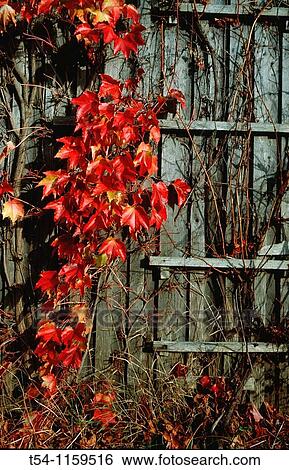 Red Leaves on a Woodan Wall in the Automn View Large Photo Image Stock Photograph - Red Leaves on a Woodan Wall in the Automn. Fotosearch