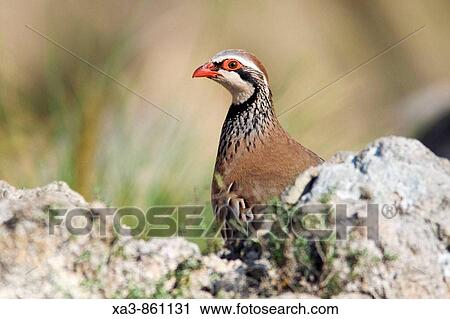 Red Legged ヤマウズラ Alectoris Rufa Cabo De Gata Nijar 生物圏 予備 Andalusia スペイン ストックイメージ Xa3 Fotosearch