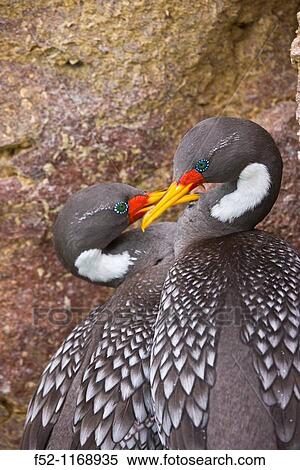 Red-legged Cormorant (Phalacrocorax gaimardi), Ria Deseado, Puerto Deseado, Patagonia, Argentina View Large Photo Image Stock Photography - Red-legged Cormorant (Phalacrocorax gaimardi), Ria Deseado, Puerto Deseado, Patagonia, Argentina. Fotosearch