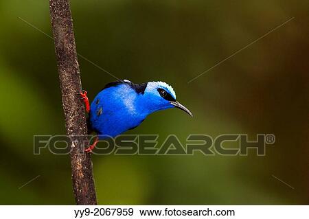 Red-legged Honeycreeper - Boca Tapada, San Carlos, Costa Rica. View Large Photo Image Stock Photo - Red-legged Honeycreeper - Boca Tapada, San Carlos, Costa Rica.. Fotosearch