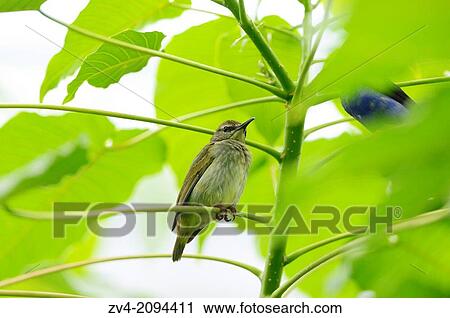 Stock Image - Red-legged Honeycreeper (Cyanerpes cyaneus) female sitting on a bough. Fotosearch
