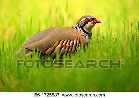 Stock Photo - Red-legged Partridge Alectoris rufa in the Natural Park Sierra Calderona, Valencia. Fotosearch