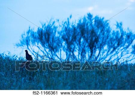Red-legged Partridge (Alectoris rufa), La Serena, Badajoz province, Extremadura, Spain View Large Photo Image Stock Image - Red-legged Partridge (Alectoris rufa), La Serena, Badajoz province, Extremadura, Spain. Fotosearch