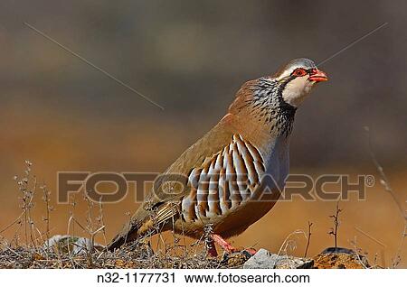Red-legged Partridge Alectoris rufa, Andalusia, Spain. View Large Photo Image Stock Image - Red-legged Partridge Alectoris rufa, Andalusia, Spain.. Fotosearch