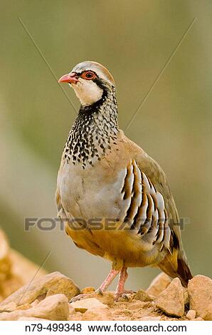 Stock Photo - Red-legged Partridge (Alectoris rufa). Montes de Puertollano, Ciudad Real, Spain. Fotosearch