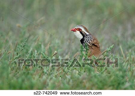 Red-legged Partridge (Alectoris rufa) View Large Photo Image Stock Photo - Red-legged Partridge (Alectoris rufa). Fotosearch