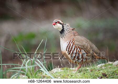 Stock Photograph - Red-legged Partridge Alectoris rufa, Majorca, Spain. Fotosearch