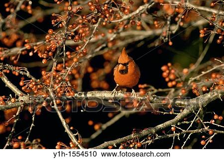 Red male cardinal, Cardinal cardinalis, perches on branch of Zumi crab apple tree in fall berries, Missouri USA View Large Photo Image Stock Image - Red male cardinal, Cardinal cardinalis, perches on branch of Zumi crab apple tree in fall berries, Missouri USA. Fotosearch