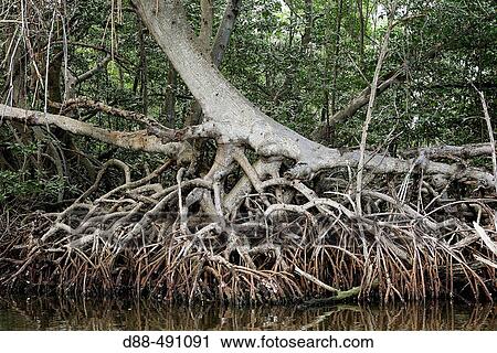 Red mangrove. Venezuela. View Large Photo Image Stock Image - Red mangrove. Venezuela.. Fotosearch