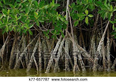 Stock Photo - Red Mangroves (Rhizophora mangle), stilt roots with Acorn Barnacles (Balanidae) at low tide. Florida, USA.. Fotosearch