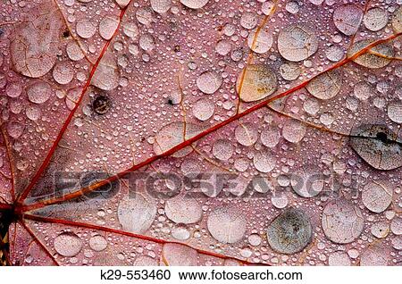 Red maple (Acer rubra). Autumn leaf on forest floor with rain drops. Sudbury, Ontario View Large Photo Image Stock Image - Red maple (Acer rubra). Autumn leaf on forest floor with rain drops. Sudbury, Ontario. Fotosearch