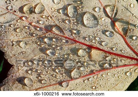 Red Maple Acer rubrum, leaf with dew drops showing autumn colour, Germany View Large Photo Image Stock Photograph - Red Maple Acer rubrum, leaf with dew drops showing autumn colour, Germany. Fotosearch