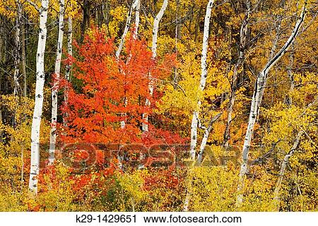 Red maple in autumn colour among aspen trees Greater Sudbury Ontario View Large Photo Image Stock Image - Red maple in autumn colour among aspen trees Greater Sudbury Ontario. Fotosearch