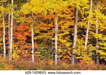 Stock Image - Red maple in autumn colour among aspen trees Greater Sudbury Ontario. Fotosearch