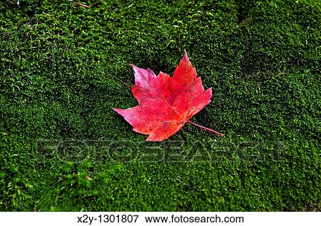 Red maple leaf on a bed of green moss View Large Photo Image Stock Photo - Red maple leaf on a bed of green moss. Fotosearch