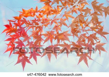 Red maple leaves shot against blue sky (Acer palmatum). Maryland, USA View Large Photo Image Stock Image - Red maple leaves shot against blue sky (Acer palmatum). Maryland, USA. Fotosearch