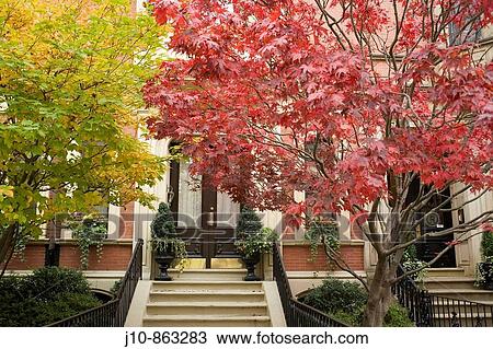 Red maple on Commonwealth Avenue in autumn, Boston, Massachusetts, USA View Large Photo Image Stock Image - Red maple on Commonwealth Avenue in autumn, Boston, Massachusetts, USA. Fotosearch