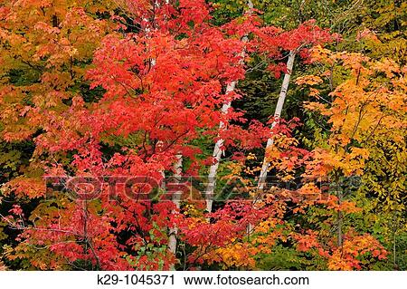 Stock Image - Red maple trees and white birch tree trunks. Fotosearch
