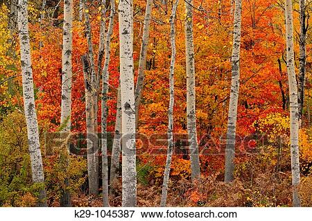 Red maples and aspens View Large Photo Image Stock Photo - Red maples and aspens. Fotosearch