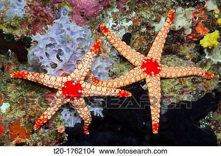 Red Mesh Starfish, Fromia monilis, Baa Atoll, Indian Ocean, Maldives View Large Photo Image Picture - Red Mesh Starfish, Fromia monilis, Baa Atoll, Indian Ocean, Maldives. Fotosearch
