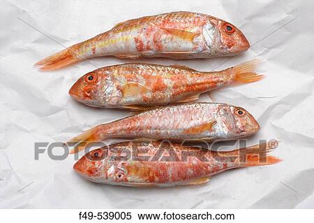 Stock Photography - Red mullets. Fotosearch