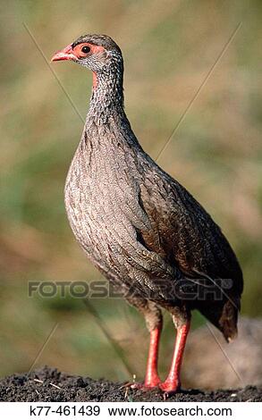 Stock Photo - Red-necked Francolin (Francolinus afer). Masai Mara Game Reserve. Kenya. Fotosearch