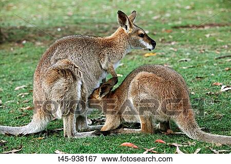 Red-necked Wallaby (Macropus rufogriseus) View Large Photo Image Stock Photo - Red-necked Wallaby (Macropus rufogriseus). Fotosearch