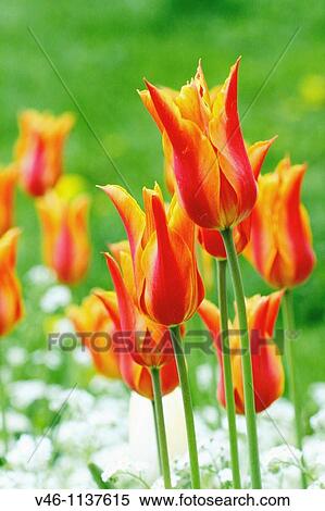Red nnd gold tulips in a public garden Large red tulips standing in a formal garden Background of green with blurred background of white flowers View Large Photo Image Stock Photography - Red nnd gold tulips in a public garden Large red tulips standing in a formal garden Background of green with blurred background of white flowers. Fotosearch
