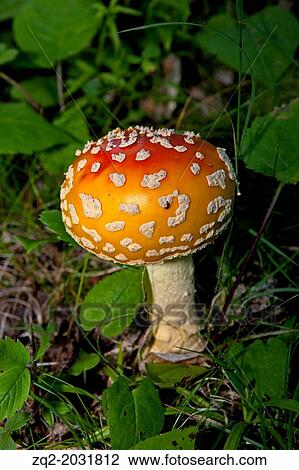 Red, orange and yellow, Fly agaric (Amanita muscaria) mushroom, Isle Royale National Park, Michigan, United States of America. View Large Photo Image Stock Image - Red, orange and yellow, Fly agaric (Amanita muscaria) mushroom, Isle Royale National Park, Michigan, United States of America.. Fotosearch