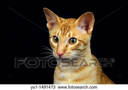 Stock Image - Red Oriental Domestic Cat, Portrait of Adult against Black Background. Fotosearch