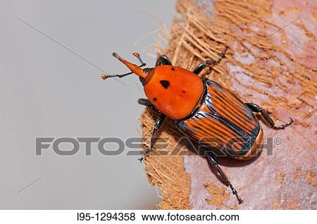 Red Palm Weevil adult (Rhynchophorus ferrugineus) as found when treating an infested Canary palm tree, Spain. View Large Photo Image Stock Photo - Red Palm Weevil adult (Rhynchophorus ferrugineus) as found when treating an infested Canary palm tree, Spain.. Fotosearch
