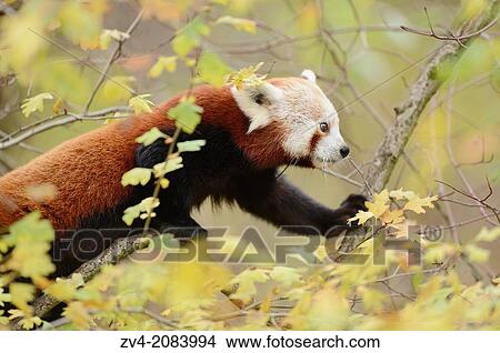 Red panda (Ailurus fulgens) on a bough. View Large Photo Image Picture - Red panda (Ailurus fulgens) on a bough.. Fotosearch