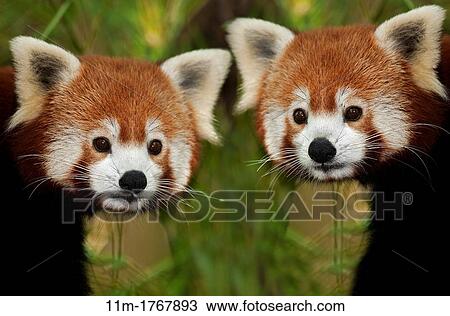 Red Panda, ailurus fulgens, Portrait of Adults View Large Photo Image Stock Image - Red Panda, ailurus fulgens, Portrait of Adults. Fotosearch