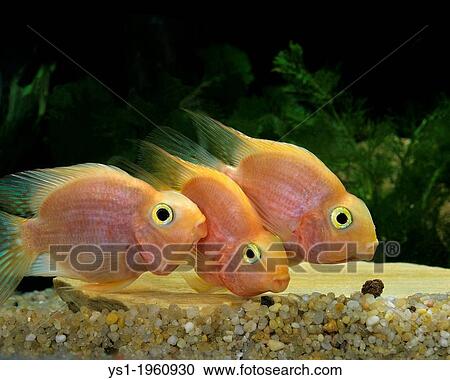 Stock Image - Red Parrot Cichlid, cichlasoma erythraeum, South America. Fotosearch