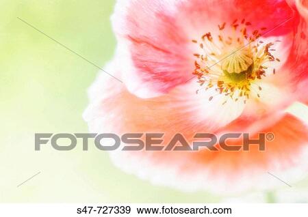 Red Picotee Shirley Poppy. Papaver rhoeas. July 2007, Maryland, USA View Large Photo Image Stock Photo - Red Picotee Shirley Poppy. Papaver rhoeas. July 2007, Maryland, USA. Fotosearch
