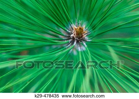 Stock Photography - Red pine, Pinus resinosa. Tip of pine bough with needles. Walden. Ontario, Canada. Fotosearch