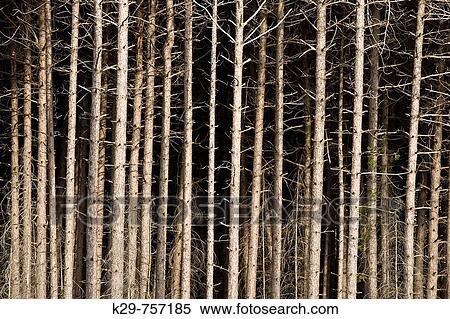 Stock Photography - Red pine tree trunks. Fotosearch