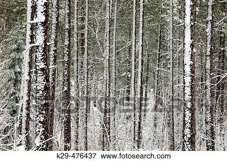 Red pine woodland in spring snow storm. Lively. Ontario, Canada View Large Photo Image Stock Photo - Red pine woodland in spring snow storm. Lively. Ontario, Canada. Fotosearch