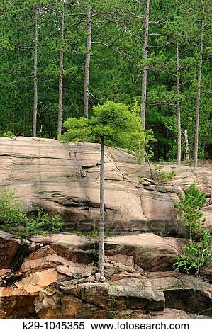 Red pines growing from cliff face View Large Photo Image Stock Photography - Red pines growing from cliff face. Fotosearch