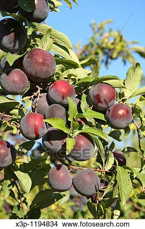 Red plums View Large Photo Image Picture - Red plums. Fotosearch