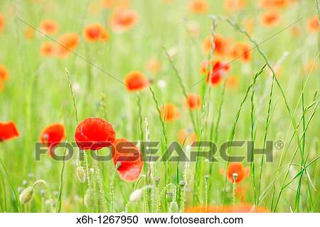 Red Poppies a Delightful Summer Scene View Large Photo Image Stock Image - Red Poppies a Delightful Summer Scene. Fotosearch
