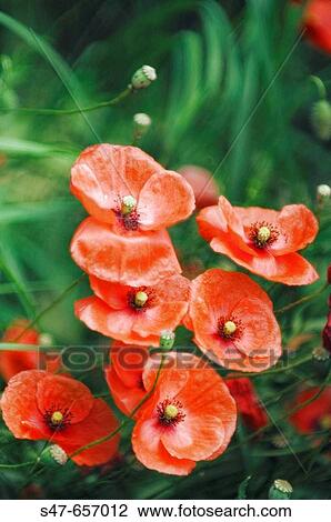Red Poppies and Seedheads. Papaver rhoeas. June 2006, Maryland, USA View Large Photo Image Stock Image - Red Poppies and Seedheads. Papaver rhoeas. June 2006, Maryland, USA. Fotosearch